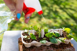 Eierkarton als Anzuchtkasten&nbsp;&copy;&nbsp;pexels